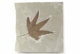 Fossil Sycamore (Macginitiea) Leaf - Utah #282371-1